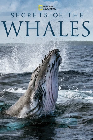 Bí Ẩn Của Loài Cá Voi - Secrets of the Whales (2021)