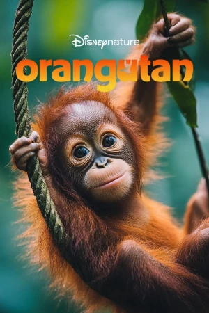 Orangutan - Orangutan (2026)